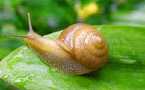 大班美術(shù)教案可愛的蝸牛