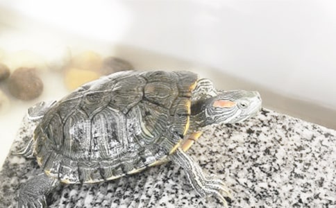 �����c΁ţ�а����g(sh��)���(d��ng)�̰�