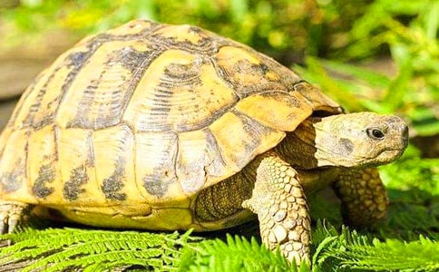 С���w���̰�����������5ƪ