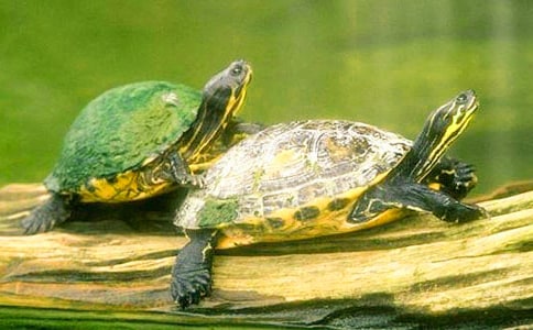 �����܌W(xu��)���������A�����ڿ�