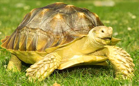 ���w�Ğ�������