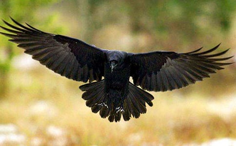 聰明的烏鴉之二