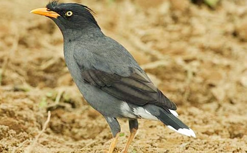 烏鴉喝水教學設計(精選5篇)