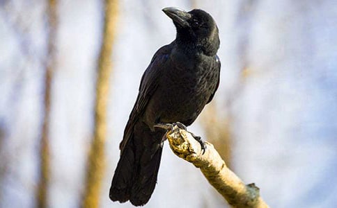 烏鴉受騙以后作文15篇