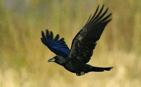 �����f��ˮ��