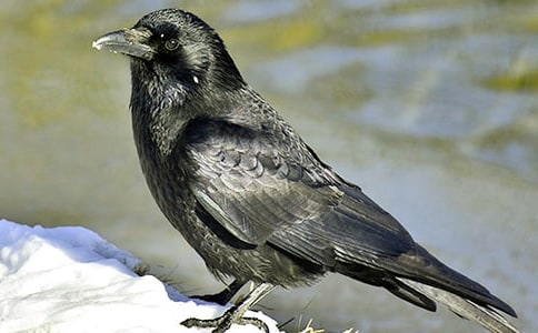 �Č������f��ˮ��