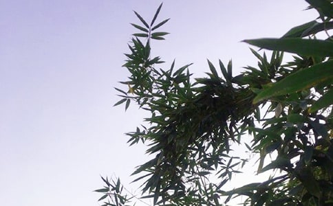 2023���簲�Z(y��)��\��40�l