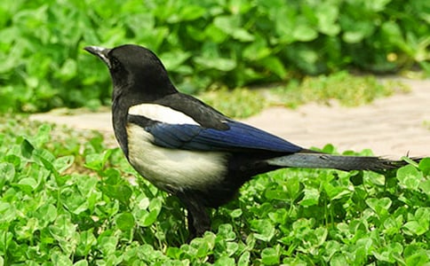 ϲ�o������