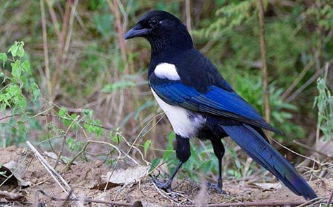 �茑ϲ�o����