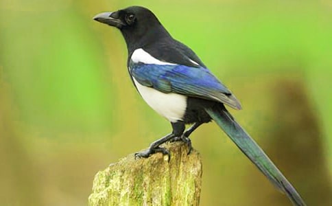 �����ϲ�o���Ľ̌W�OӋ