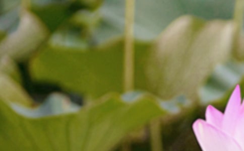 關(guān)于夏至的美麗句子(精選500句)