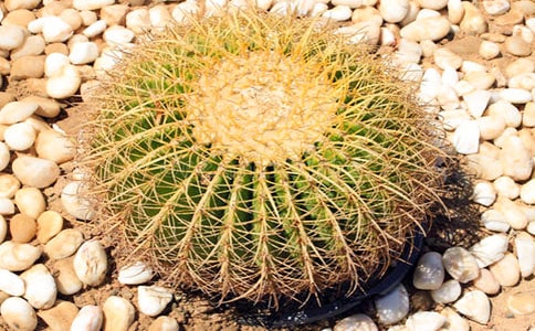 仙人掌作文優(yōu)秀