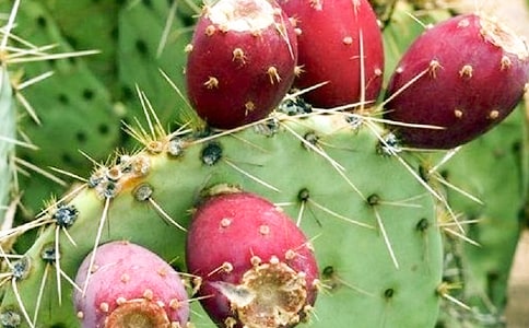 我喜歡的仙人掌作文【優(yōu)秀15篇】