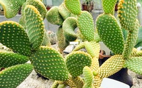 仙人掌作文共15篇