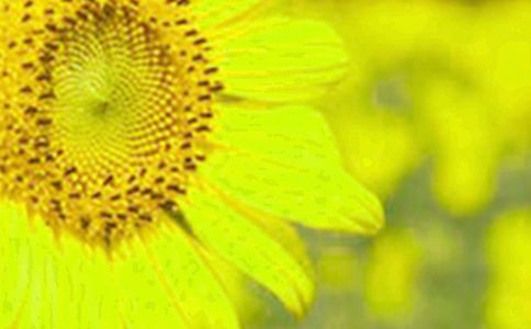 ���տ�����(��(y��u)��)