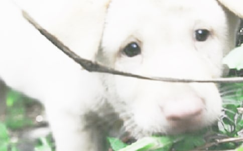 描寫小狗外貌的句子