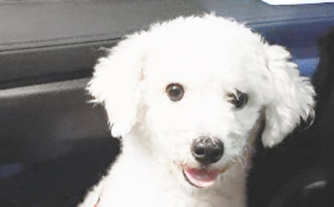 �ɐ�(��i)��С������