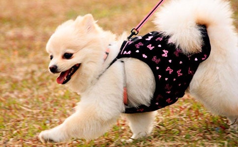 (薦)可愛的小狗作文15篇