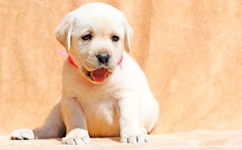 我和小狗的故事作文