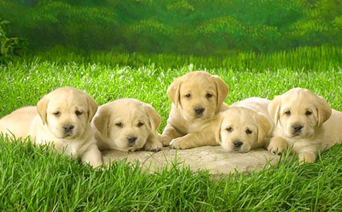 �ɐ۵�С�����ľ��x15ƪ