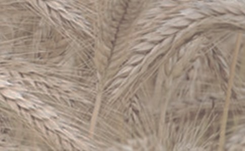 小麥種植基礎(chǔ)考察報(bào)告