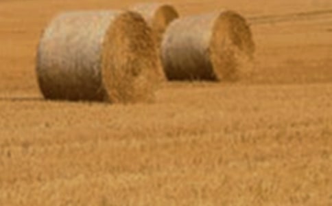 **縣國(guó)家大型優(yōu)質(zhì)小麥基地建設(shè)項(xiàng)目情況