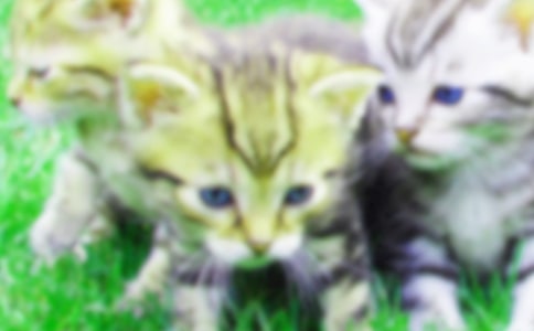 【精】可愛(ài)的小貓作文15篇