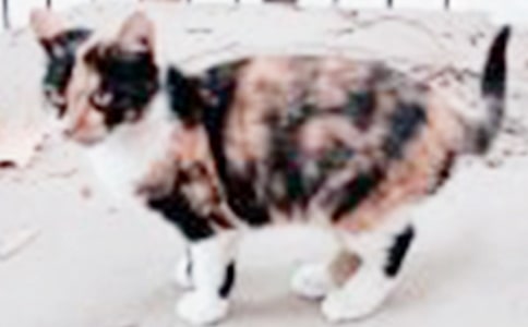 С؈��(y��u)�������\����15ƪ��