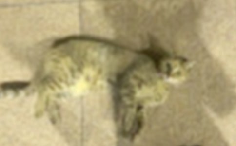 С�ࡶ�w���Α򡪡�С؈���I(l��ng)�󡷽̰�