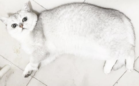 ������С؈������