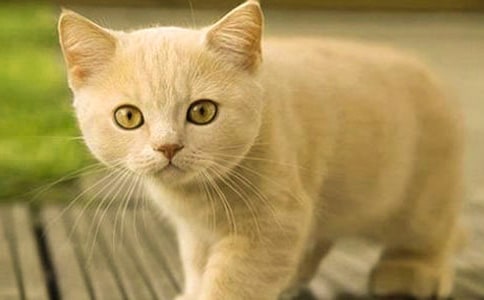 �Ԛ��С؈����