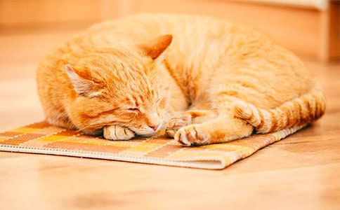 ��ϲ�gС؈���ģ����x20ƪ��