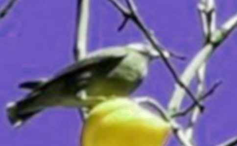 ����һֻСС�B���ġ����T��