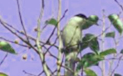 �\��С�B(ni��o)����450��