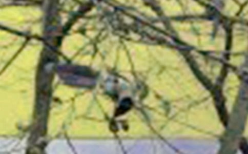 ��ŭ��С�B����