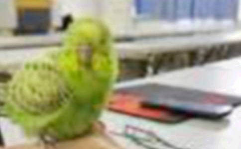 放飛小鳥作文(集錦15篇)