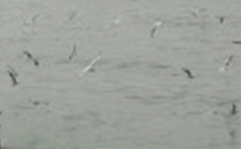 最后一只小鳥作文