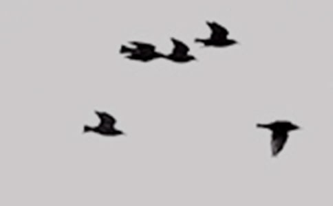 ��Ը��ֻС�B(ni��o)