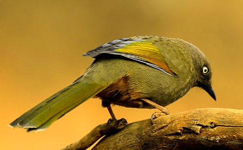 籠中的小鳥優(yōu)秀作文