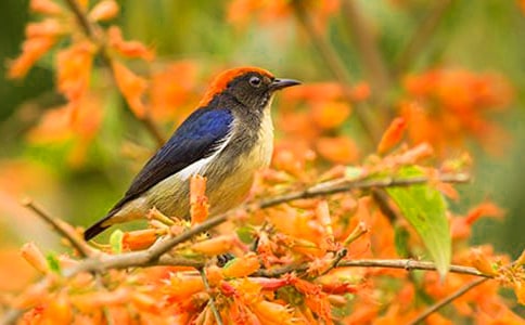 放小鳥的教學(xué)設(shè)計(jì)