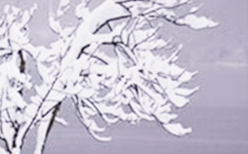 �P(gu��n)��Сѩ�Ķ̾�