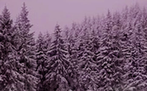 ����Сѩ��(ji��)��ľ��Ӷ̾�Ψ��