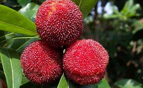 摘楊梅作文(集合15篇)