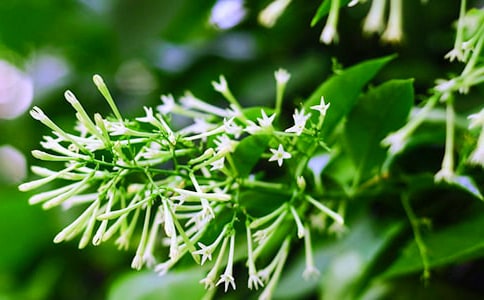 ���᡿ҹ��������15ƪ