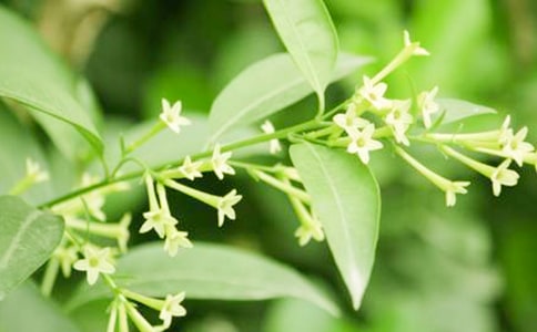 ҹ���������