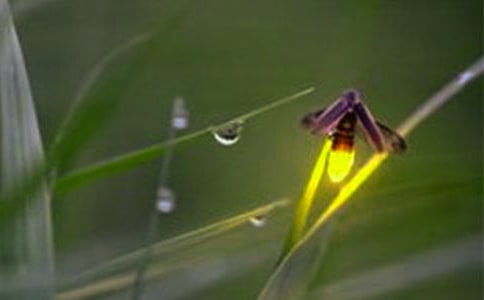 Ξ���x�Ĺ�â����