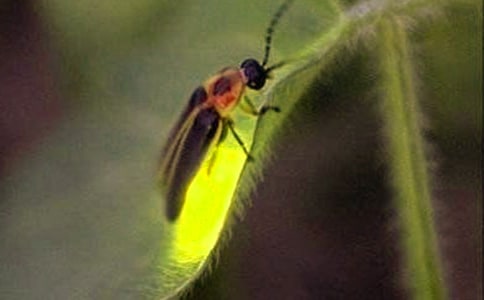 螢火蟲作文(薦)