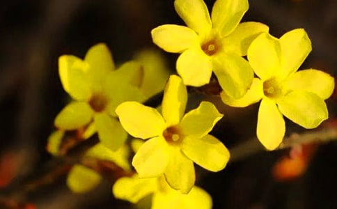 關(guān)于迎春花作文