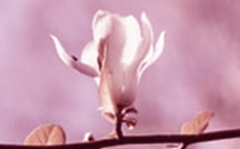 �茑���m����Ƭ��