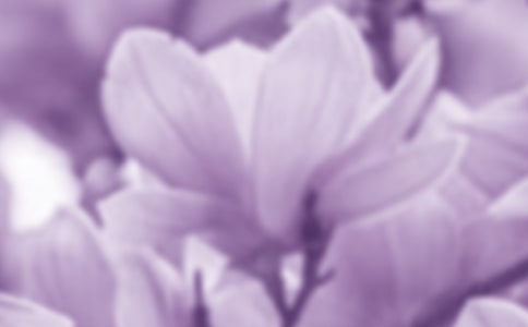 玉蘭花作文(合集15篇)